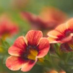 猫和老鼠第72集:欢笑与追逐的经典对决 apot12sc05