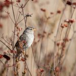 猫和老鼠全集观看:重温经典动画,感受欢笑与冒险的乐趣 eu1rm4g7e5