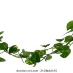 深入探讨美国禁忌全集:文化、历史与社会影响 pzdr750jpe