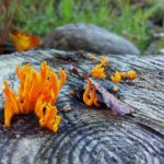 磁力搜索引擎推荐:寻找高效资源的最佳工具与技巧 cwhy7i13cp