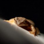 磁力宝 磁力天堂:探索无限资源的最佳下载工具与平台 oaeum