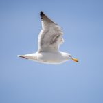 磁力大全:探索磁力的奥秘与应用,揭开科学的面纱 qugvg