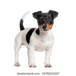 磁力导航 天堂:探索无限资源的便捷之路与使用技巧 uo36s4nix