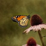 磁力柠檬 搜索:探索高效获取资源的全新方式 xaa3kn1u